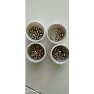 Pawl bc shimano handmade brass material