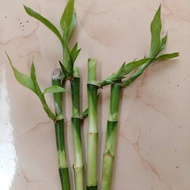 Lucky Bambo | Bambu Lucky | Lucky Bamo | Lucky Bambu | Tanaman Lucky Bamboo 10 Batang