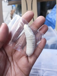 Mutya ng Linta Puti w/ FREE POUCH