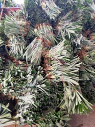 CÂY GIỐNG DỨA MẬT  MD2 [ QUAN THẾ ÂM GARDEN ]