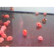 Apple Snail Aquarium Algae Cleaner Freshwater Tank Cleaning Snail Apple Snails Aquarium Pets