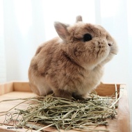 [SG Seller] 200g Trial Pack – USA 2nd Cut Timothy Hay