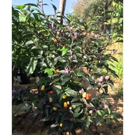 Bolivian Rainbown chili plant, rainbow pepper, strangely beautiful colorful fruit, spicy and fragran