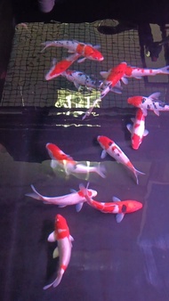 A8 koi ...size bigger. size 6- 8 inch