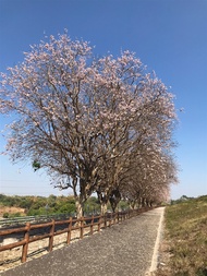 高屏旅遊｜烏山頭遊湖~浪漫南洋櫻.墾丁貓鼻頭.粉紅花海花旗木.東隆宮王船.高雄福華三日｜大人囝仔