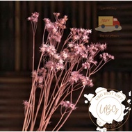 Ready Stock Dried Dandelion Flower for Flower Bouquet home decoration