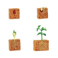 Green bean plant life cycle