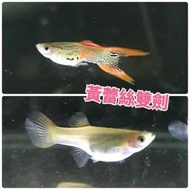 【嘉嘉寵物】紅蕾絲雙劍 孔雀魚 🐟觀賞魚