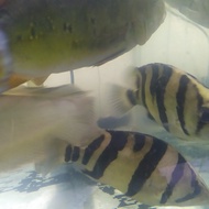 Datz borneo jumbo 23 CM