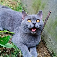 british shorthair kucing