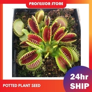 10 PCS Potted Plant Seeds Dionaea Muscipula Giant Clip Venus Flytrap Seed