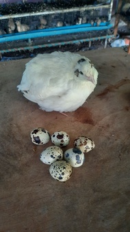 ไข่เชื้อนกกระทา 50 ฟอง สีขาวสายพันธุ์ลูกผสมเท็กซัส (มีแถมกันแตก) นำไปฟักในตู้ฟักไข่