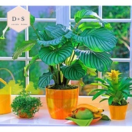 10PCS Potted Flowers Calathea seeds seeds Balcony Bonsai Plant