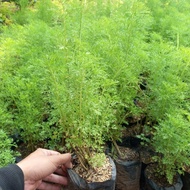 /CEMARA DEW WATER FIR PLANT