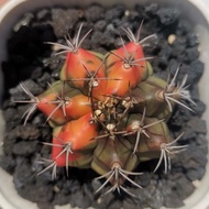 gymnocalycium gymno miha variegated carnelian size medium corak B
