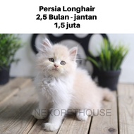 Persia Longhair Kucing Kitten Lucu Anak Kucing Persia