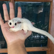 Sugar Glider Platinum Mozaik/White Mozaik