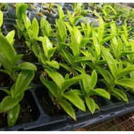 Seedling anggrek dendrobium / Bunga Anggrek hidup/ Tanaman Hias Hidup