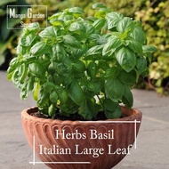 *Easy* Italian Large Leaf Basil Seeds - 100 Seeds *Pot Friendly* Potted Plant, Pesto Sauce, Basil Se
