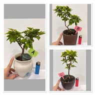 纸花/三角梅 盆栽 带盆 (红紫色花，如照片颜色）Live Plant :  BOUGAINVILLEA  Bunga Kertas Bonsai with pot (flower Rose Colo
