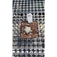 Augustfame - Astrophytum Myriostigma cv Onzuka 5 rib 35 恩冢鸾凤玉 cacatus succulent