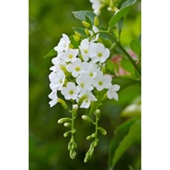 BG-Duranta WHITE FLOWER/ Direct Sun / Tahan Matahari白金露花