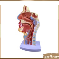 [PerfkMY] Human Anatomical Nasal Cavity Throat Anatomy Model 4.74.79.5 Inches