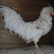 Ayam Poland sepasang siap produk