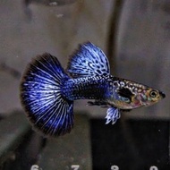 TERLARIS PAKET 50RB ISI 6 EKOR BLUE DRAGON GUPPY IKAN - MAKAN PELET