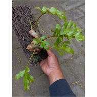 Drynaria Borneo: Exotic Epiphytic Fern with Unique Foliage for Indoor/Outdoor Tropical Displays