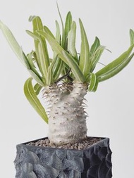 實生象牙宮｜Pachypodium rosulatum var. gracilius ｜———｜塊根植物｜象牙宮｜龜甲龍｜曲刺妖炎｜橄欖｜象足漆樹｜多肉植物｜龍舌蘭｜嚴龍｜