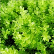 🔥Terrarium Moss🔥 Plagionium Moss - Terrarium / Paludarium / Vivarium / Garden