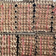 PTR Telur Ayam negeri 1 peti @15kg