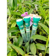 Keiki Duy Xanh Stimulates Orchid Sprouts and Buds in Spray Form