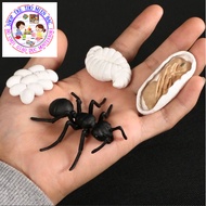 Ant life cycle model - Ant life cycle