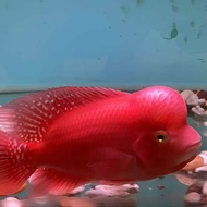 Hiasan Aquarium SRM 4/6 cm Louhan Jenong