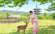 [One-Day Tour of Three Ancient Capitals in Kansai, Japan] World Heritage Sites Todai-ji Temple & Byo