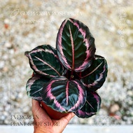 【Prayer Plant】Goeppertia Roseopicta ‘Princess Jessie’ (Calathea ‘Surprise Star’) 傑西公主竹芋 // EVERGREEN