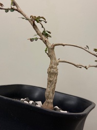 列加氏漆樹 樹苗