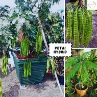 Pokok Petai Hybrid Murah