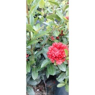 bunga ixora vietnam/ jenjarum