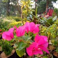 tanaman hias bougenville - Bougenville bunga pink