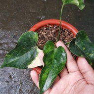 anthurium garuda corong varigata