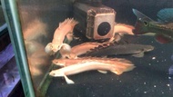 Palmas Senegalus Golden Slayer