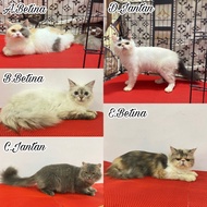 Kucing Persia Peaknose Jantan &amp; Betina 