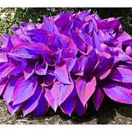 Benih Baru Begonia Seed Ungu Purple Premium Hosta Seed - 5 Seed