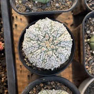 Kaktus astrophytum asterias superkabuto v type