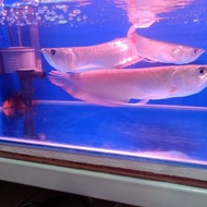 MAKANAN IKAN/ ARWANA SILVER BRAZIL SERAT MERAH 27CM NON COD