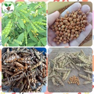 Kardis / Kadyos Pigeon pea (100Seeds) kadyos na mabango New harvest