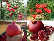 Cây lựu đỏ ấn độ tứ quý (ảnh thật số 2)